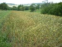 spgm-1.4.4/gal/Gruenkern_2011/_thb_P1050044.jpg