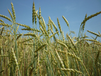spgm-1.4.4/gal/Gruenkern_2015/_thb_P1020554.jpg