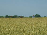 spgm-1.4.4/gal/Gruenkern_2015/_thb_P1020556.jpg