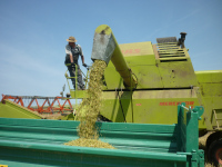 spgm-1.4.4/gal/Gruenkern_2015/_thb_P1100986.jpg
