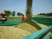 spgm-1.4.4/gal/Gruenkern_2015/_thb_P1110008.jpg