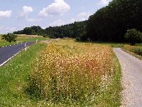 spgm-1.4.4/gal/Gruenkern_Ernte_2006/_thb_gruenkernmachen_06_01.jpg