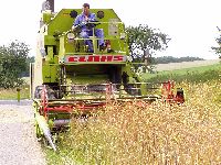 spgm-1.4.4/gal/Gruenkern_Ernte_2006/_thb_gruenkernmachen_06_03.jpg
