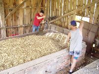 spgm-1.4.4/gal/Gruenkern_Ernte_2006/_thb_gruenkernmachen_06_15.jpg