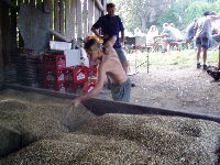 spgm-1.4.4/gal/Gruenkern_Ernte_2006/_thb_gruenkernmachen_06_18.jpg