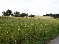 spgm-1.4.4/gal/Gruenkern_Ernte_2008/_thb_400_P1010154.jpg