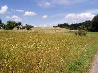 spgm-1.4.4/gal/Gruenkern_Ernte_2008/_thb_460_P1010003.jpg
