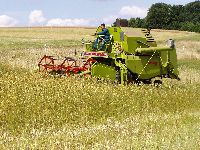 spgm-1.4.4/gal/Gruenkern_Ernte_2008/_thb_500_P1010038.jpg