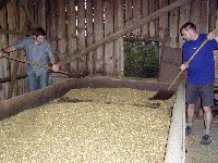 spgm-1.4.4/gal/Gruenkern_Ernte_2008/_thb_620_P1010196.jpg