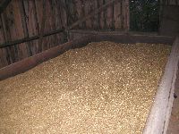 spgm-1.4.4/gal/Gruenkern_Ernte_2008/_thb_630_P7047948.jpg