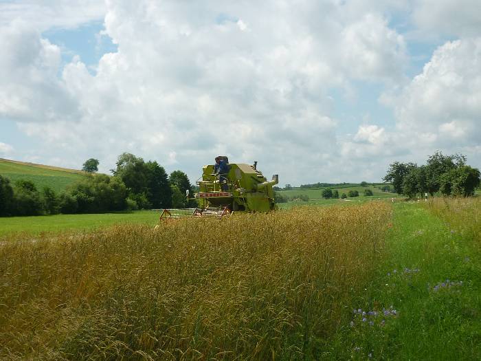 spgm-1.4.4/gal/Gruenkernsaison_2012/P1070157.jpg