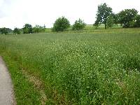 spgm-1.4.4/gal/Gruenkernsaison_2012/_thb_P1060784.jpg