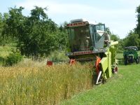 spgm-1.4.4/gal/Gruenkernsaison_2017/_thb_G13.jpg