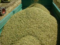 spgm-1.4.4/gal/Gruenkernsaison_2017/_thb_G23.jpg