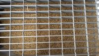 spgm-1.4.4/gal/Gruenkernsaison_2017/_thb_G48.jpg