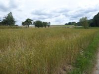 spgm-1.4.4/gal/Gruenkernsaison_2018/_thb_P1010364.jpg
